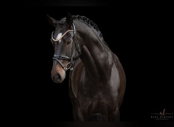 Austriacki koń gorącokrwisty, Wałach, 6 lat, 165 cm, Skarogniada