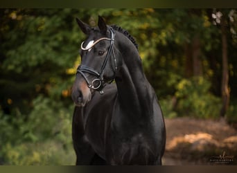 Austriacki koń gorącokrwisty, Wałach, 6 lat, 165 cm, Skarogniada