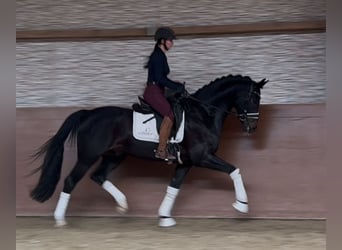 Austriacki koń gorącokrwisty, Wałach, 6 lat, 165 cm, Skarogniada