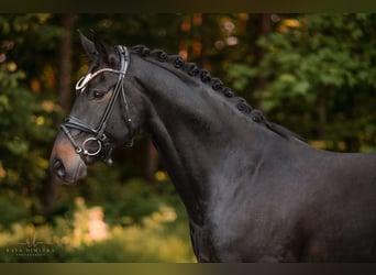 Austriacki koń gorącokrwisty, Wałach, 6 lat, 165 cm, Skarogniada