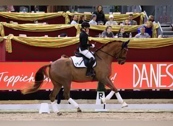 Austriacki koń gorącokrwisty, Wałach, 6 lat, 172 cm, Ciemnokasztanowata