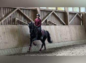 Austriacki koń gorącokrwisty, Wałach, 6 lat, 173 cm, Kara