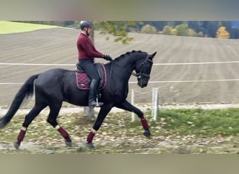 Austriacki koń gorącokrwisty, Wałach, 6 lat, 173 cm, Kara