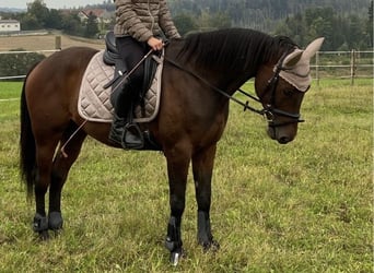 Austriacki koń gorącokrwisty, Wałach, 8 lat, 152 cm, Gniada