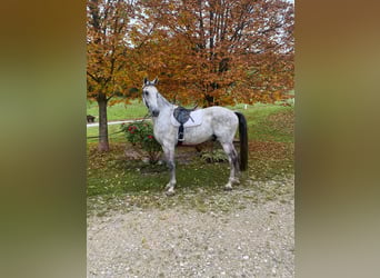 Austriacki koń gorącokrwisty, Wałach, 8 lat, 172 cm, Siwa jabłkowita