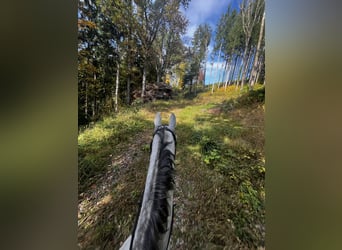 Austriacki koń gorącokrwisty, Wałach, 9 lat, 172 cm, Siwa jabłkowita