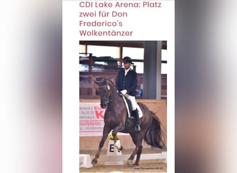 Austriacki koń gorącokrwisty, Wałach, 10 lat, 173 cm, Ciemnokasztanowata