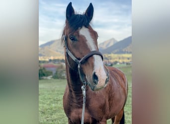 Austriacki koń gorącokrwisty, Wałach, 11 lat, 173 cm, Gniada