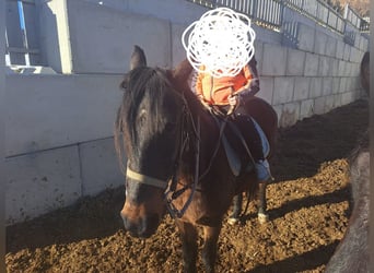 Austriacki koń gorącokrwisty, Wałach, 14 lat, 143 cm