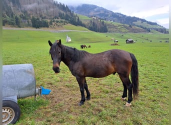 Austriacki koń gorącokrwisty, Wałach, 14 lat, 145 cm