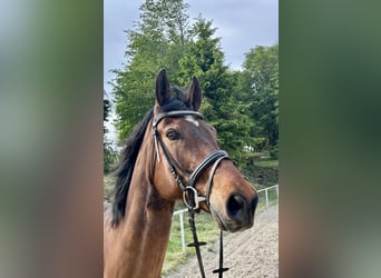 Austriacki koń gorącokrwisty, Wałach, 14 lat, 170 cm, Gniada