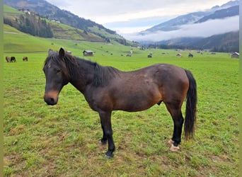 Austriacki koń gorącokrwisty, Wałach, 15 lat, 145 cm