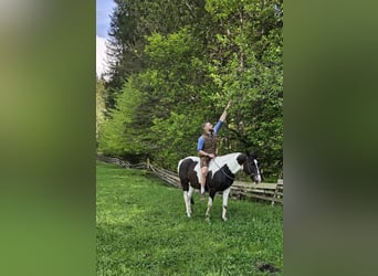 Austriacki koń gorącokrwisty, Wałach, 15 lat, 165 cm, Srokata