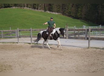 Austriacki koń gorącokrwisty, Wałach, 15 lat, 165 cm, Srokata