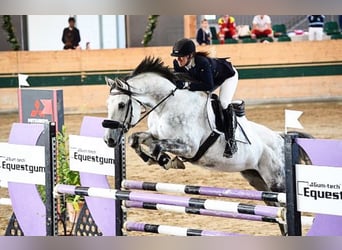 Austriacki koń gorącokrwisty, Wałach, 16 lat, 166 cm, Siwa jabłkowita