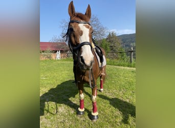 Austriacki koń gorącokrwisty, Wałach, 19 lat, 160 cm, Kasztanowata