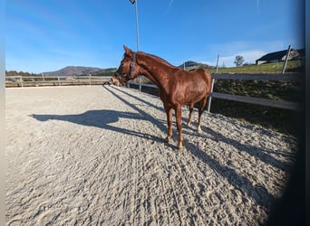 Austriacki koń gorącokrwisty, Wałach, 2 lat, 169 cm, Kasztanowata