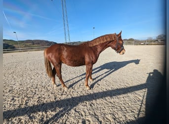 Austriacki koń gorącokrwisty, Wałach, 2 lat, 169 cm, Kasztanowata