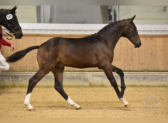 Austriacki koń gorącokrwisty, Wałach, 2 lat, Gniada