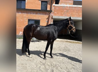 Austriacki koń gorącokrwisty, Wałach, 3 lat, 156 cm, Kara