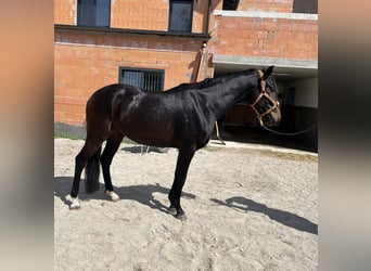Austriacki koń gorącokrwisty, Wałach, 3 lat, 156 cm, Kara