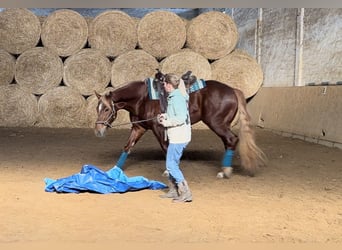 Austriacki koń gorącokrwisty Mix, Wałach, 3 lat, 158 cm, Ciemnokasztanowata