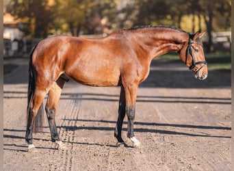 Austriacki koń gorącokrwisty, Wałach, 3 lat, 165 cm, Gniada