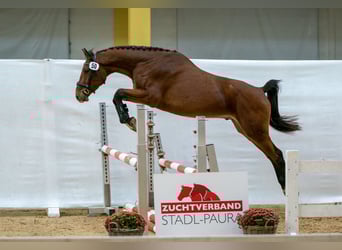 Austriacki koń gorącokrwisty, Wałach, 3 lat, 165 cm, Gniada