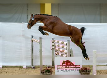 Austriacki koń gorącokrwisty, Wałach, 3 lat, 165 cm, Gniada