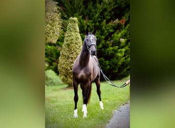 Austriacki koń gorącokrwisty, Wałach, 3 lat, 167 cm, Ciemnogniada