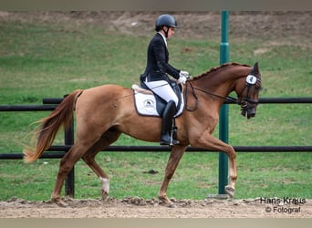 Austriacki koń gorącokrwisty, Wałach, 3 lat, 170 cm, Kasztanowata