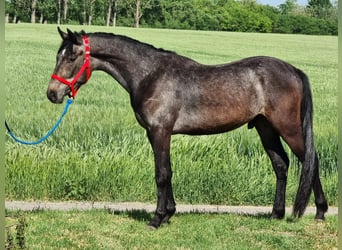 Austriacki koń gorącokrwisty, Wałach, 4 lat, 150 cm, Siwa