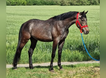 Austriacki koń gorącokrwisty, Wałach, 4 lat, 150 cm, Siwa