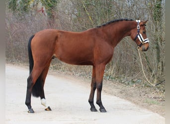 Austriacki koń gorącokrwisty, Wałach, 4 lat, 155 cm, Gniada