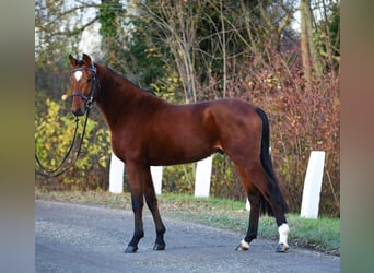 Austriacki koń gorącokrwisty, Wałach, 4 lat, 155 cm, Gniada