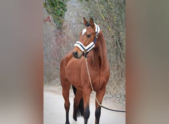 Austriacki koń gorącokrwisty, Wałach, 4 lat, 155 cm, Gniada