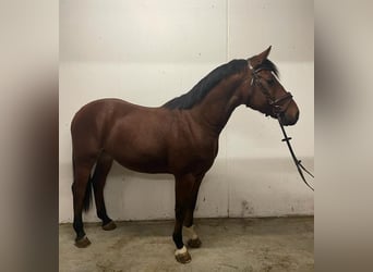 Austriacki koń gorącokrwisty, Wałach, 4 lat, 160 cm, Gniada