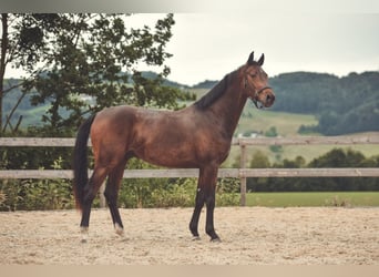 Austriacki koń gorącokrwisty, Wałach, 4 lat, 162 cm, Gniada