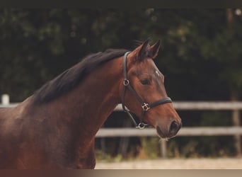 Austriacki koń gorącokrwisty, Wałach, 4 lat, 162 cm, Gniada