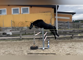 Austriacki koń gorącokrwisty, Wałach, 4 lat, 162 cm, Kara