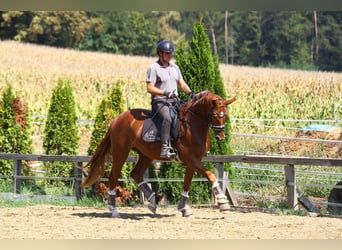 Austriacki koń gorącokrwisty, Wałach, 4 lat, 166 cm, Kasztanowata