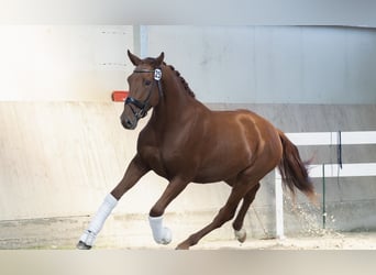 Austriacki koń gorącokrwisty, Wałach, 4 lat, 168 cm, Kasztanowata