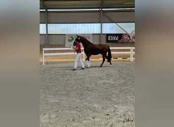 Austriacki koń gorącokrwisty, Wałach, 4 lat, 168 cm, Kasztanowata