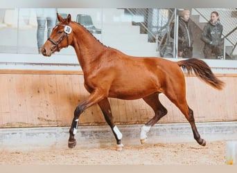 Austriacki koń gorącokrwisty, Wałach, 4 lat, 170 cm, Kasztanowata