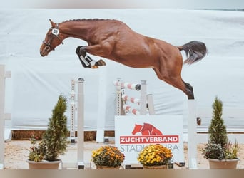 Austriacki koń gorącokrwisty, Wałach, 4 lat, 170 cm, Kasztanowata