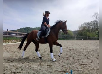 Austriacki koń gorącokrwisty, Wałach, 4 lat, 170 cm, Kasztanowata