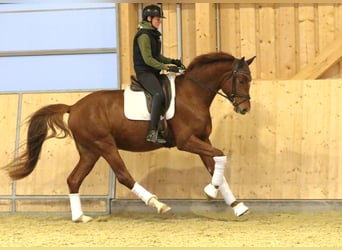 Austriacki koń gorącokrwisty, Wałach, 4 lat, 173 cm, Kasztanowata