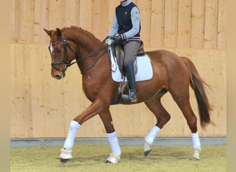 Austriacki koń gorącokrwisty, Wałach, 4 lat, 173 cm, Kasztanowata