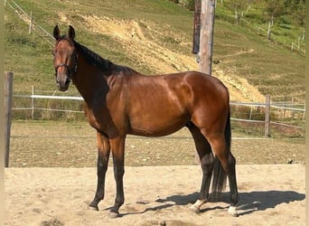 Austriacki koń gorącokrwisty, Wałach, 4 lat, Gniada