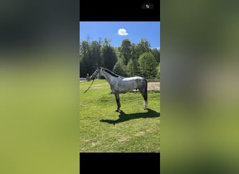 Austriacki koń gorącokrwisty, Wałach, 5 lat, 168 cm, Siwa jabłkowita